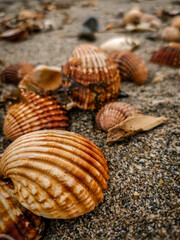 seashell on the beach