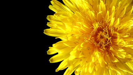 Wild yellow flower with multiple petals isolated on black background. Macro photo.
