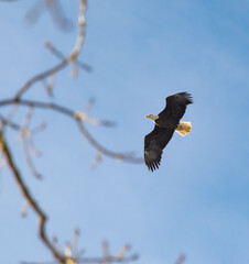 Bald eagle flying overhead, seen through tree canopy.  Large majestic bird of prey soaring above the trees.