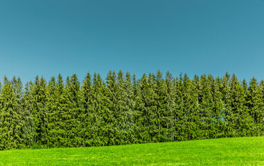 Obraz premium Tannenwald vor grüner Wiese