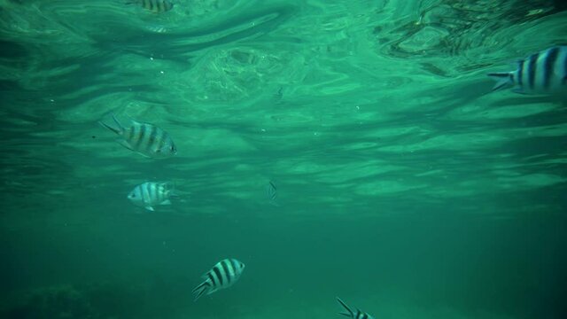 Man Feeding Fish Fish Underwater in Indian Ocean.Underewater Swimming With Amazing Fish.Underwater Colorful Tropical Fishes On Reef Marine.Seascape On Zanizbar Fauna.Diving In Indian Ocean Tanzania.