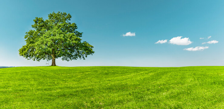 Gr&uuml;ner Baum auf einer Gr&uuml;nen wiese