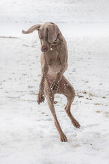 Weimaraner jumping in the air, trying to catch snowballs.  Large breed dog looking goofy, leaping in the air with long uncoordinated legs.  Winter pet fun.