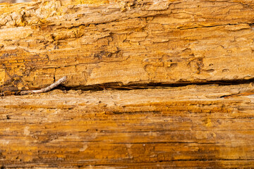 Macro close-up of rotten pine log stump
