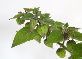 Physalis peruviana, Tomatillo, Inca berry, Cape gooseberry