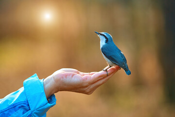 Autumn. A man feeds a forest bird from the palm of his hand. Common nuthatch or Sitta europaea