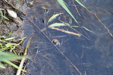 a frog sits in a swamp