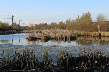 swamp among the fields Russia summer