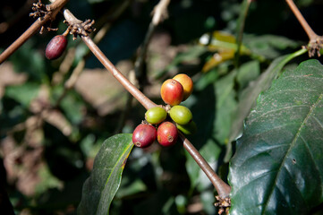 Arabica coffee beans background.