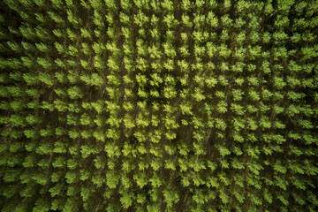 Aerial view of cottonwood forest green treetops, top view - obrazy, fototapety, plakaty