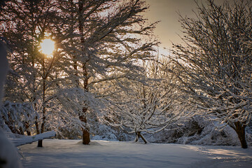 Lens flare around late afternoon sun as it shines through snow laden trees