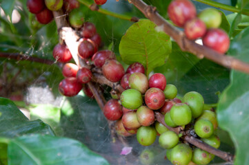 fresh coffee beans background.