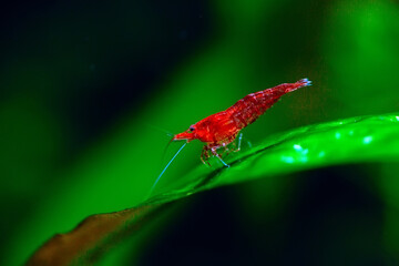 Big fire red or cherry dwarf shrimp with green background in fresh water aquarium tank.