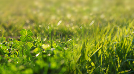 Dewy fresh grass in spring sun. Seasonal meadow background with light bokeh and short depth of field.