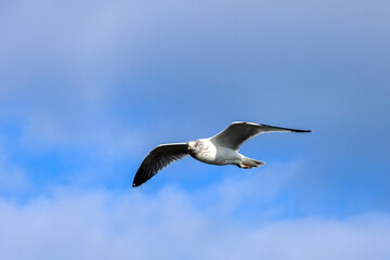 Naklejka premium seagull flying against cloudy sky of New York, Usa