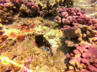 Bénitier et corail rose, lagon à Taha'a, Polynésie française