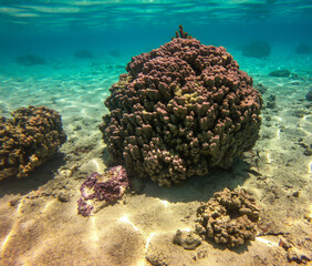 Récif de corail, lagon de Taha'a, Polynésie française