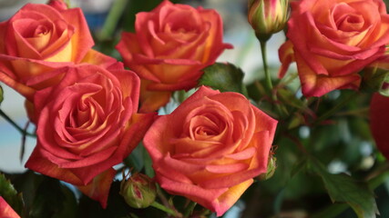 
Beautiful bouquet of fresh coral roses close up on a colored background