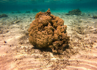 Récif de corail, lagon de Taha'a, Polynésie française