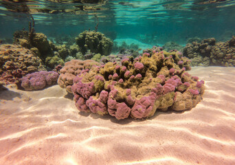 Récif de corail rose, lagon de Taha'a, Polynésie française