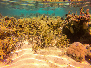 Jardin de corail, lagon à Taha'a, Polynésie française