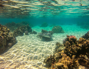 Fototapeta na wymiar Raie de lagon à Taha'a, Polynésie française