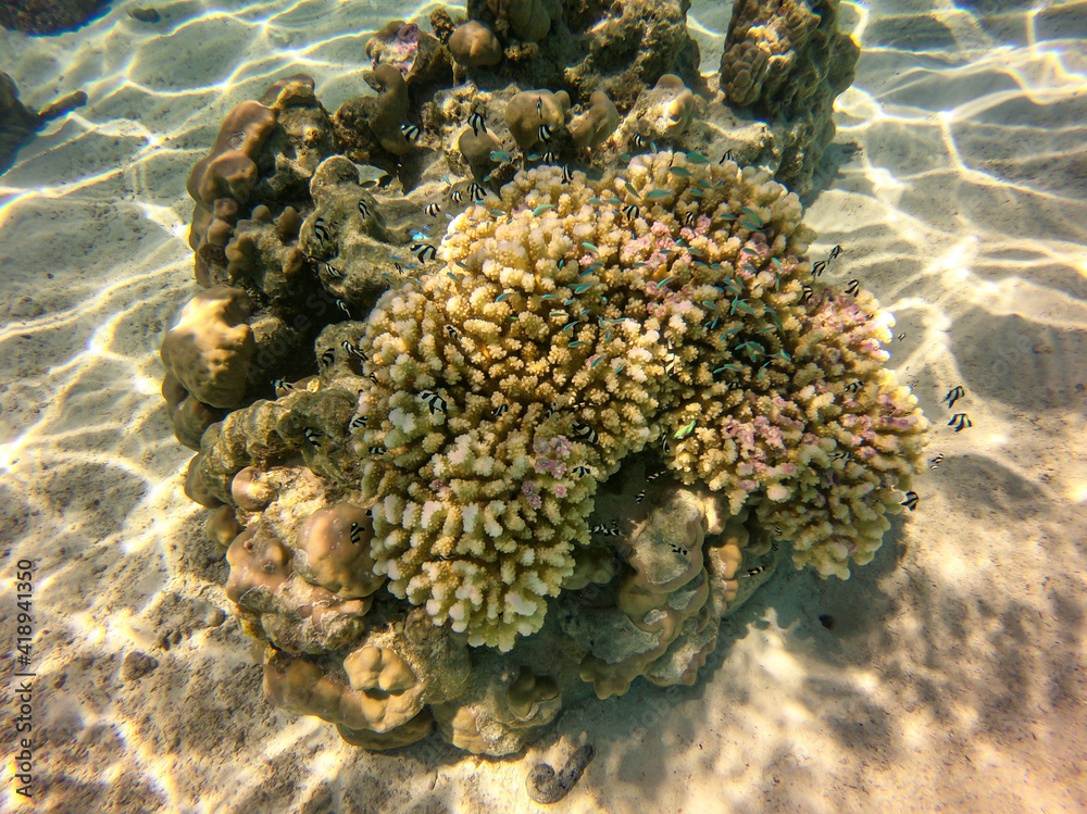 Sticker Poissons de corail, lagon à Taha'a, Polynésie française