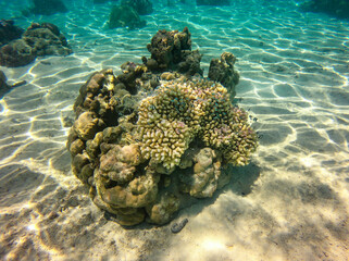 Poissons de récif, lagon de Taha'a, Polynésie française