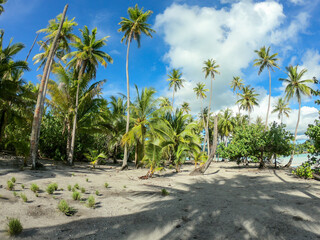 Palmiers sur une plage paradisiaque à Taha'a, Polynésie française