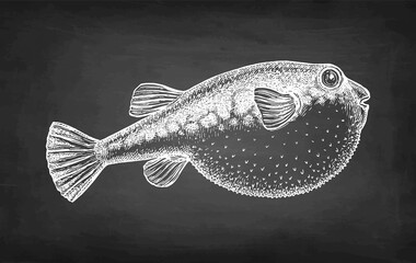Chalk sketch of fugu fish. © alhontess