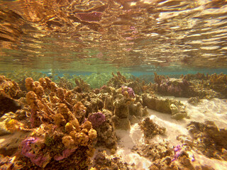 Récif de corail, lagon de Taha'a, Polynésie française