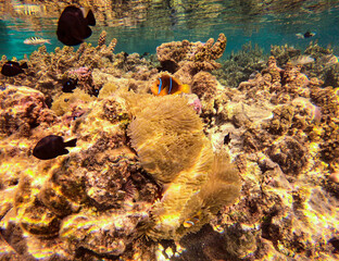 Poisson clown dans une anémone de mer, lagon à Taha'a, Polynésie française