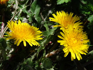 Closeup of sunny dandelion in the wild