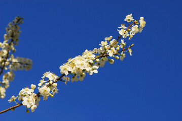 Spring flowers