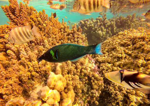 Poissons labre oiseau et baliste, lagon &agrave; Taha'a, Polyn&eacute;sie fran&ccedil;aise