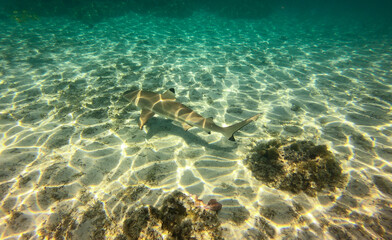 Requin de lagon à Taha'a, Polynésie française