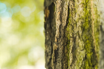 A green bark of a tree 