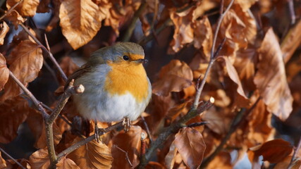 Robin