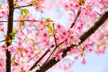 駿府城 河津桜