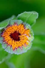 Close-up of the bud of a marigold (calendula) in top view with blurry background