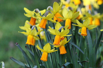 Obraz premium Yellow daffodils, 'Jetfire' Narcissus, in flower in early spring