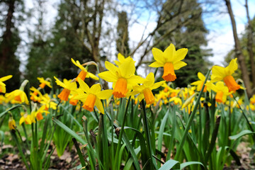 Fototapeta premium Yellow daffodils, 'Jetfire' Narcissus, in flower in early spring