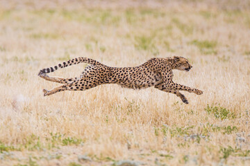 Fototapeta na wymiar Cheetah hunting in the dry riverbeds of the Kalahari