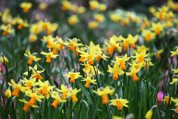 Yellow daffodils, 'Jetfire' Narcissus, in flower in early spring