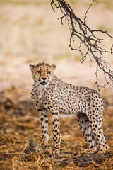 Juvenile Cheetah cub resting on the shade of a thorn tree in the Kalahari