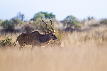 Greater Kudu bull moving through the long Kalahari Desert scrub