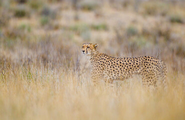 Cheetah hunting in the dry riverbeds of the Kalahari