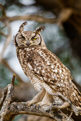 Spotted Eagle Owl out hunting in the blustering wind of the Kalahari