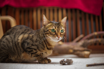 Close up of beautiful cat lazy and lying on the floor in home