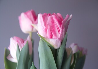 Blossom of pastel  pink white Tulips 
